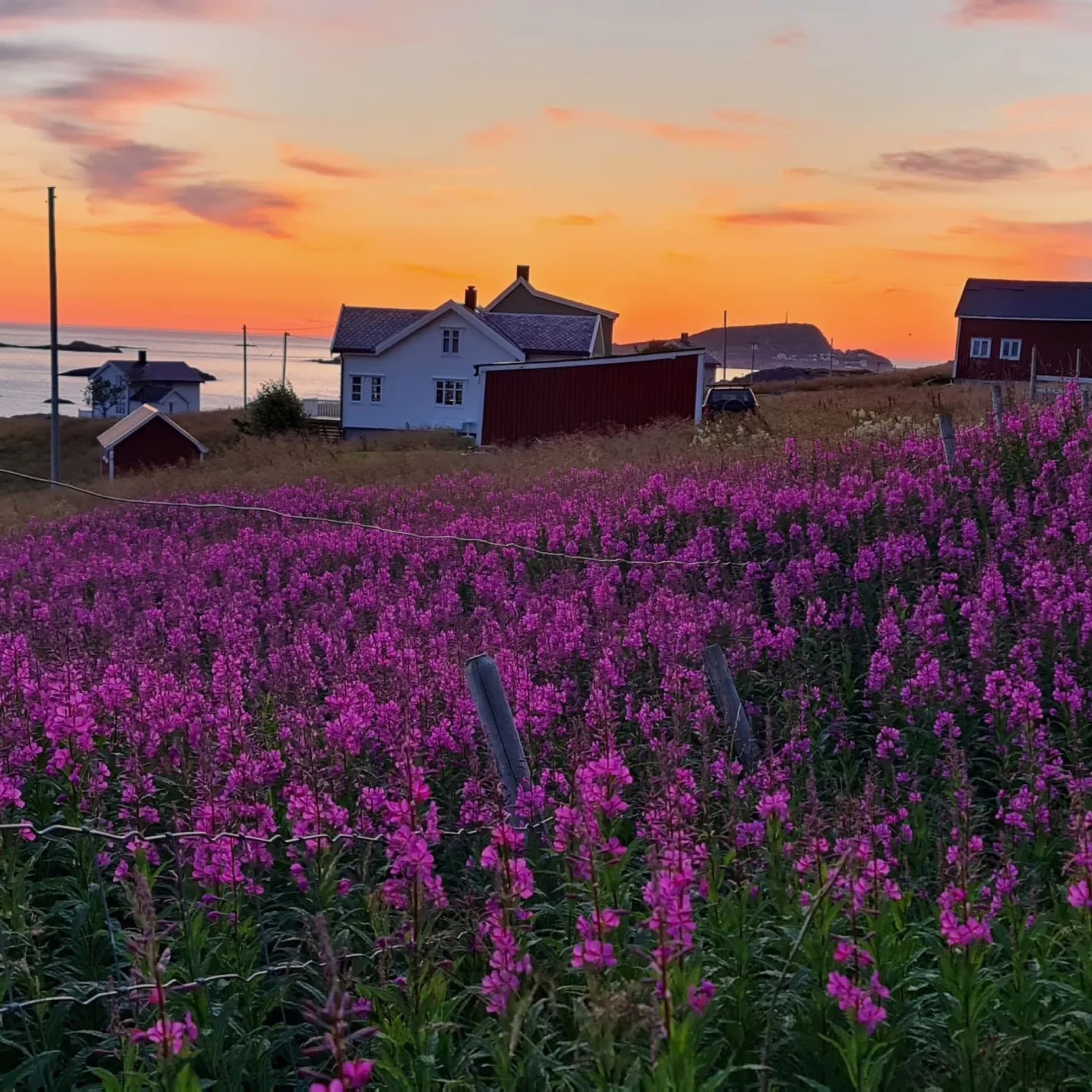 Nyksund i kveldslys — solnedgang med villblomster